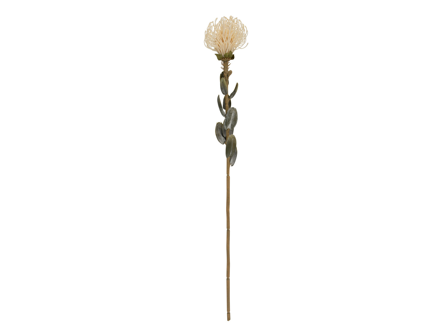 Umělá rostlina Protea květ velký 73cm bílý Present Time